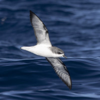 Pycroft's Petrel